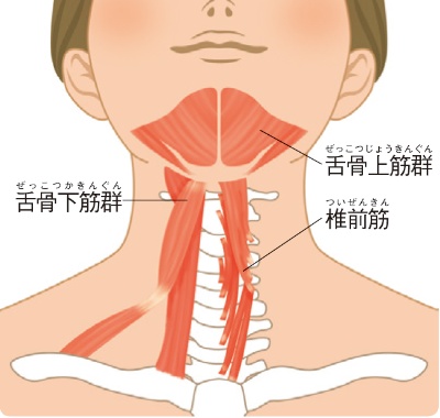 スマホ首になると、あご下の「舌骨筋群」、頸椎の前にある「椎前筋」も硬く縮み、たるみを招く原因に。ここを全面的に伸ばすことで、首やあごまわりをすっきり引き締める効果も期待できる
