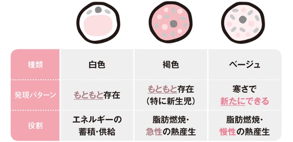ざんねんな 脂肪細胞 実はスゴイ3つの事実 2ページ目 日経xwoman ざんねんな 脂肪細胞 実はスゴイ3つの事実 2ページ目 日経xwoman