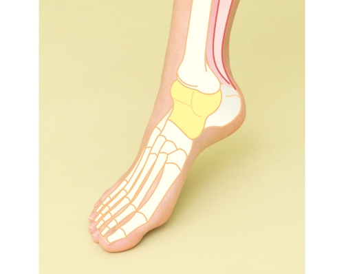 距骨とは…足首の中心部分にある骨。足首の可動域や第２の心臓といわれるふくらはぎの筋ポンプ作用を左右する。動きが悪いとむくみや冷えの一因に