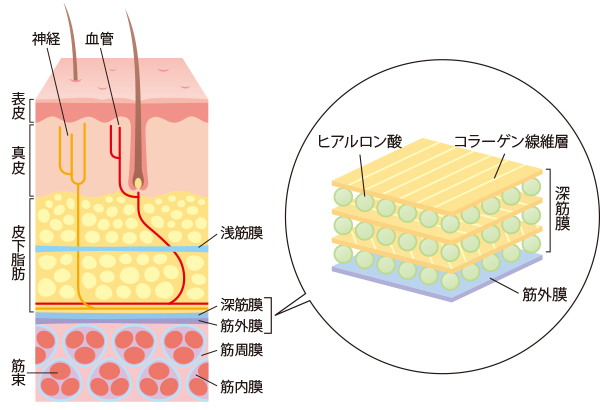 自分でできる筋膜ケアで、手の痛みやこわばり対策 （5ページ目