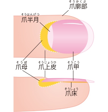 巻き爪には歩き方が影響 扁平足やハイアーチも注意 | 日経ウーマン