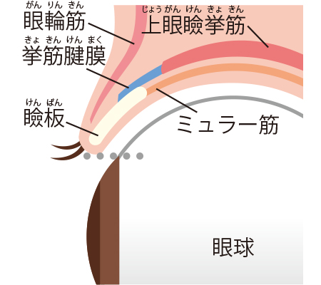 「まぶた」が下がり老け顔につながる…眼瞼下垂3つの原因は? | 日経ウーマン