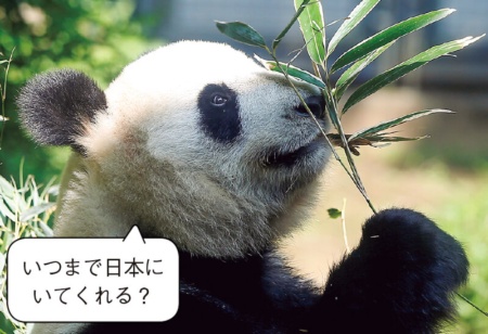 双子を出産した上野動物園のパンダ「シンシン」 写真：ロイター／アフロ