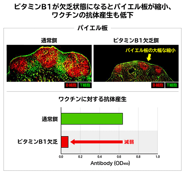 ビタミンB1欠乏状態のエサで飼育したマウスはパイエル板が大幅に縮小し、B細胞やT細胞といった免疫細胞も減少していた。また、通常のエサで飼育したマウスと比較し、コレラ毒素ワクチン投与後の糞便中のIgA抗体量も大幅に減少した。<br>（データ：Cell Rep. 2015 Oct 6;13(1):122-131.をもとに改変）