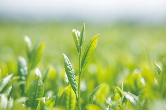 <b>茶畑から育てるこだわり</b><br> 「お〜いお茶 濃い茶」は、茶畑からこだわって育てたガレート型カテキンが豊富な「お〜いお茶」専用茶葉を使用。キレの良い渋みがおいしく食事にぴったりの味わいになっています