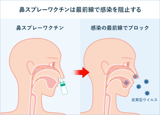 鼻からワクチンをスプレーする経鼻ワクチン。ウイルスの侵入口である鼻の粘膜から吸収させることで全身でIgAなどの抗体が産生され、粘膜免疫を強化。さらには全身免疫も高めてウイルスから体を守る。