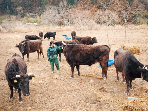 帰還困難区域で農地を守る放牧牛「もーもー11（イレブン）」と谷さん