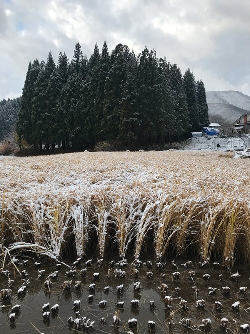 雪をかぶりながらも、しなやかに耐えていた稲たち。これが「ゆきのこまち」が生まれた瞬間だ