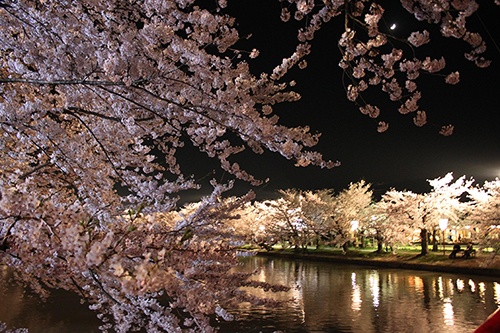 約2600本の桜が咲く弘前公園。ライトアップされた夜桜も美しい