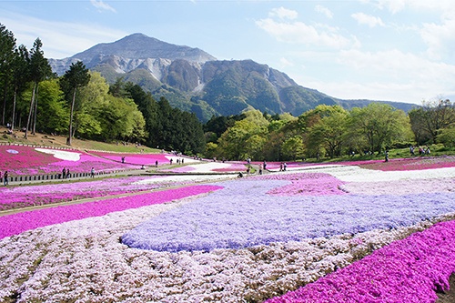 秩父市街地を一望できる羊山公園では、5月8日まで芝桜まつりを開催中