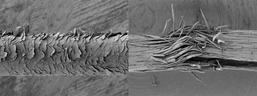 ダメージが進むと、キューティクルが剝がれる（左）だけでなく、切れ毛（裂毛）が起きることも　画像提供／ミルボン