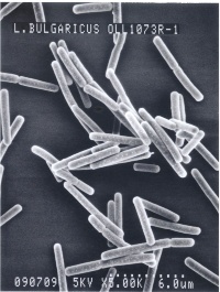 乳酸菌“OLL1073R-1”