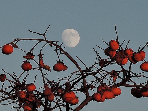 10月25日の「十三夜」の月と柿の木