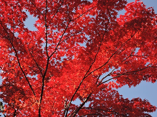 栃木・日光の紅葉11月1日撮影