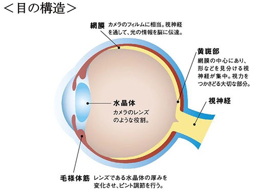 スマホ老眼は、水晶体を動かす筋肉が凝り固まることで起こる 図版提供／ファンケル