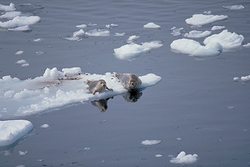 ゴマフアザラシは流氷とともに訪れ、知床で越冬し、出産する。真っ白な子どもが誕生するのは3月。［写真：知床斜里町観光協会］