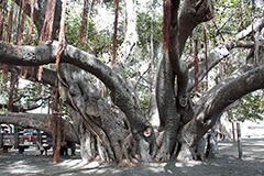 Lahaina Banyan Courtの見事なバニヤンツリー。まるで精霊が宿っているかのよう。暑い日中でも、バニヤンツリーの下に行くと、すっと涼しくなり、神聖な気持ちにさえなります