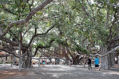 Lahaina Banyan Courtの見事なバニヤンツリー。まるで精霊が宿っているかのよう。暑い日中でも、バニヤンツリーの下に行くと、すっと涼しくなり、神聖な気持ちにさえなります