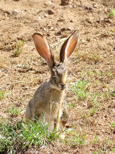 原種に近いほうが耳が大きい（進化の途中で耳が小さくなっていく）と聞いたことがあります