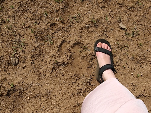 わたしの足の左横の土が窪んでいるところが、ダチョウの足あと。大きいですね