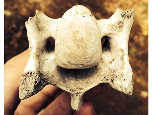 2年前に日本の山で見つけたシカの背骨とそっくり