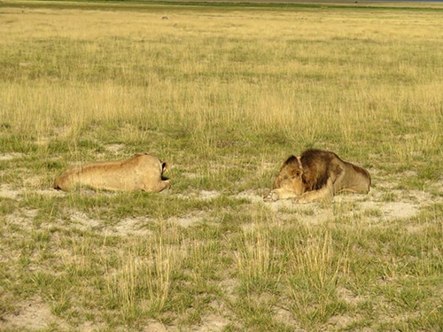 ハネムーン中のライオン夫婦も発見。群れから離れて子作りをするらしい