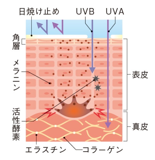 UVAは真皮に到達し、 コラーゲンやエラスチンを変性させ、シワや たるみを引き起こす。 UVB はメラニンを増 加させ、シミの原因に