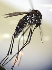 国内でも生息するヒトスジシマカのメス。ジカウイルスを媒介する。