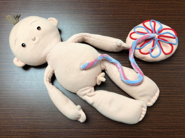 保健の授業で使う「うまれたばかりのあかちゃん人形」。胎盤とへその緒、外性器は、本体から取り外せるようになっている。重さは新生児と同じくらいの3kg
