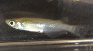 メダカ（左）は尾びれが角ばっているのに対し、カダヤシの尾びれは丸みを帯びていて、色はメダカより青っぽい（写真提供：加藤英明＜メダカ＞、国立環境研究所・侵入生物データベース＜カダヤシ＞）
