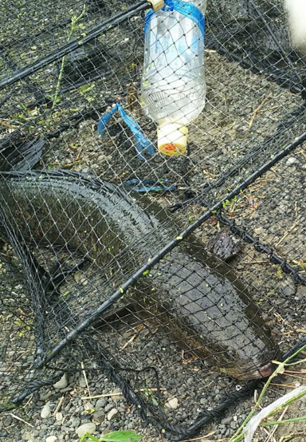 外来種対策 市民参加型の調査活動がなぜ重要なのか 3ページ目 日経xwoman 外来種対策 市民参加型の調査活動がなぜ重要なのか 3ページ目 日経xwoman