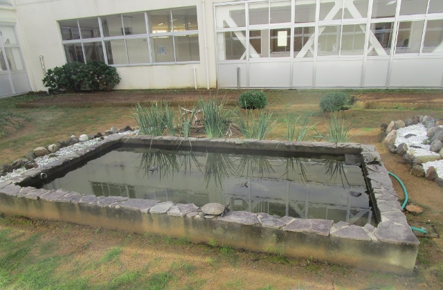 地域のニホンイシガメを保護するために整備された、静岡県のF小学校の中庭。池の奥は段差がなく、往来可能に（写真提供：加藤英明）