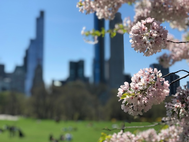 ニューヨーク・セントラルパークで咲き誇る桜と摩天楼