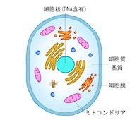 一般的な細胞は細胞核が細胞膜に守られている