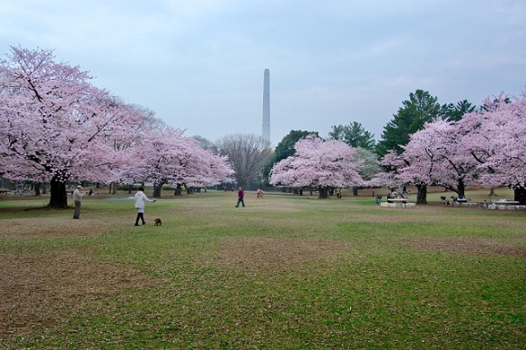広大な芝生が広がる光が丘公園。春には桜、秋にはイチョウが色づき、季節によっても色んな表情が楽しめる（画像提供：公益財団法人東京都公園協会）