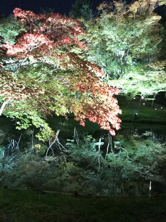 先日、仕事で京都に行ったついでに高台寺の夜間拝観へ。池に映る樹々が幻想的でした。高台寺は、秀吉の妻・北政所が亡き夫のために建てたお寺。夫婦の木像が置かれた霊廟には、人格者として知られた北政所が埋葬されています。二人は当時は珍しい恋愛結婚だったんですね。
