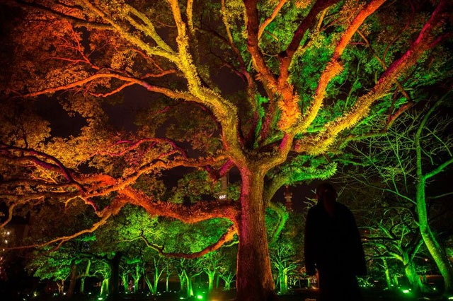 2018年2月9～18日に徳島県徳島市中心部で開かれる「とくしまＬＥＤ・デジタルアートフェスティバル」に展示される、「チームラボ 川と森の光のアート祭」内の「城跡の山の呼応する森」。木は、人や動物が近くを通ると、光の色を変化させ、色特有の音色を響かせる