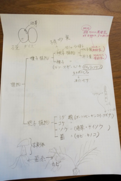 西村先生が書いたイラスト。左上は、大豆を2つに開いた絵