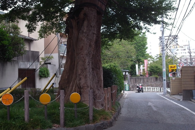 善光寺坂のムクノキ。先生の下宿先を探す小さな旅で見つけた小石川の巨木。舞台になった現地を訪ねたり、地図で想像を膨らませたりするのも小説の楽しみの一つ