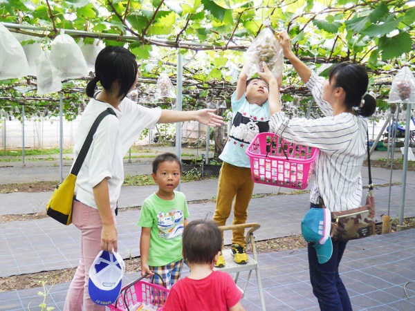 様々なぶどう品種を味見できる東京・東村山市のぶどう園。自分でもぎ取ったぶどうはいつもよりおいしく感じるはず（詳しくは2ページ）