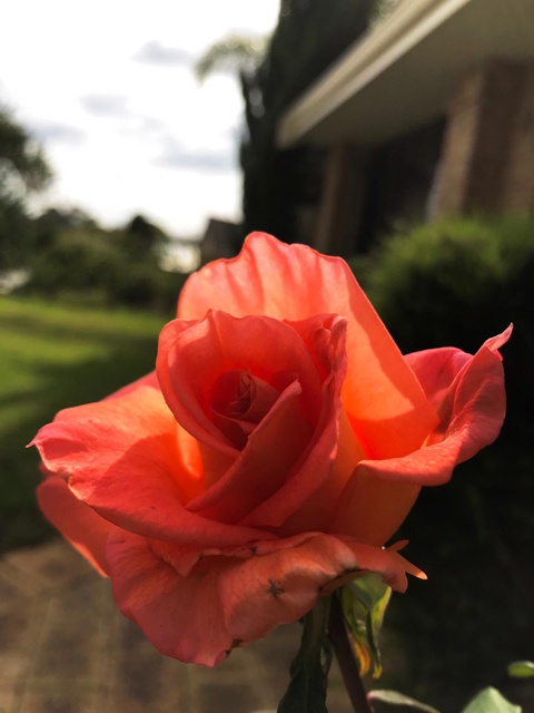 今朝咲いた、わが家の庭のバラ。苦労して植えたものの、日豪往復生活ゆえほぼ放置。それでも年に何度も花を咲かせます。蕾が膨らむといつも夫が写真を送ってくれます。今朝も咲きたての一輪が。みんなに会いたいなあ。私のホームは、やっぱり家族がいるところです