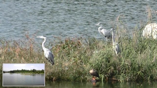 貯水池の中洲に集う野鳥を撮影