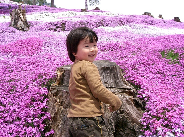 一面の芝桜に親子で感動（2歳11カ月：北海道　東藻琴）