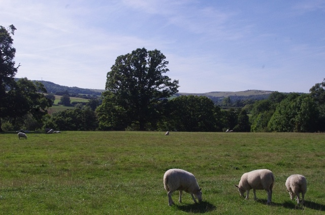 なだらかな丘陵地に90ほどの町や村が点在する、英国コッツウォルズ地方。羊がのんびりと草を食む光景は、そこかしこで見られる