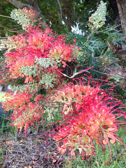 いまパースは春先。自宅の庭の赤いブラシみたいな花も咲き始めました。ワイルドフラワーの宝庫の西オーストラリアの春はとても美しいのですが、花粉の季節でもあり…抗ヒスタミン薬が手放せません！こちらは低木。近くで見るとよその星の植物のよう…