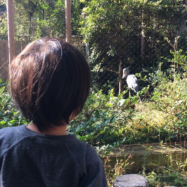 最近人気のあるハシビロコウ……そこはかとなく漂う緊張感、この視線、この距離感を参考にして、これからも息子と生きていきたいです…